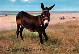 CPM - ÂNE - Carte Humour ... Edition Artaud - Donkeys