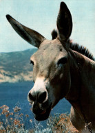 CPM - ÂNE De CORSE ... Edition Yvon - Donkeys