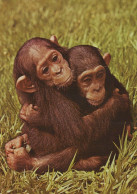 SCIMMIA Animale Vintage Cartolina CPSM #PAN999.A - Monkeys