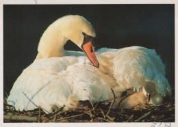 BIRD Animals Vintage Postcard CPSM #PAN362.A - Vögel