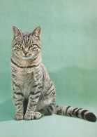 KATZE MIEZEKATZE Tier Vintage Ansichtskarte Postkarte CPSM #PAM465.A - Cats