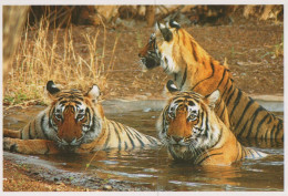 TIGER BIG CAT Animals Vintage Postcard CPSM Unposted #PAM031.A - Tigri