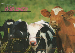 VACHE Animaux Vintage Carte Postale CPSM #PBR837.A - Vaches