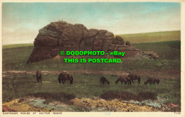 R561261 Dartmoor Ponies At Haytor Rocks. Photochrom - Monde