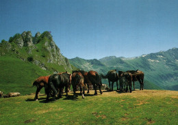 CPM - CHEVAL - Col D'AGNES / ARIÈGE (chevaux Sauvages)  ... Edition Apa-Poux - Cavalli