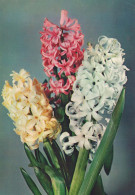 FLOWERS Vintage Postcard CPSM #PAR315.GB - Flores