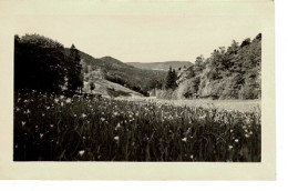 Ref 1 - Photo : La Vallée Sur La Route De Labaroche ,  Alsace  - France . - Europa