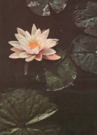 FLOWERS Vintage Postcard CPSM #PAR255.GB - Flores