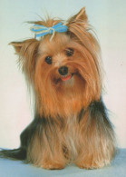 DOG Animals Vintage Postcard CPSM #PAN425.GB - Cani