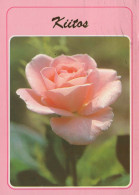 FLORES Vintage Tarjeta Postal CPSM #PAS278.ES - Fleurs