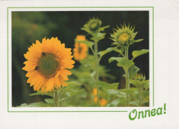 FLOWERS Vintage Postcard CPSM #PBZ384.GB - Fiori