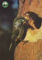 OISEAU Animaux Vintage Carte Postale CPSM #PAM684.FR - Uccelli