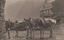 BURRO Animales Vintage Antiguo CPA Tarjeta Postal #PAA061.ES - Donkeys