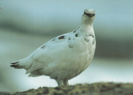 PÁJARO Animales Vintage Tarjeta Postal CPSM #PBR555.ES - Uccelli