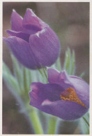 FLOWERS Vintage Ansichtskarte Postkarte CPSM #PAS460.DE - Fiori