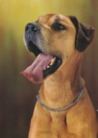 HUND Tier Vintage Ansichtskarte Postkarte CPSM #PAN621.DE - Dogs