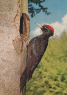 VOGEL Tier Vintage Ansichtskarte Postkarte CPSM #PAM748.DE - Vögel