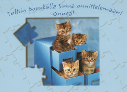 KATZE MIEZEKATZE Tier Vintage Ansichtskarte Postkarte CPSM Unposted #PAM431.DE - Chats