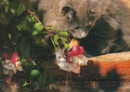 KATZE MIEZEKATZE Tier Vintage Ansichtskarte Postkarte CPSM #PAM366.DE - Cats