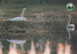 VOGEL Tier Vintage Ansichtskarte Postkarte CPSM #PAM685.DE - Pájaros