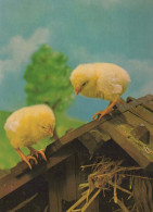 PÂQUES POULET ŒUF Vintage Carte Postale CPSM #PBO734.FR - Easter