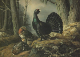 UCCELLO Animale Vintage Cartolina CPSM #PAN182.IT - Vögel