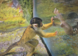 AFFE Tier Vintage Ansichtskarte Postkarte CPSM #PBR964.DE - Singes