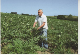 Plougasnou, Roland LE ROUX, Cultivateur ER, Cueille Les Artichauts à Moulin-Neuf (2007) - N°3 Aventure Carto - Plougasnou