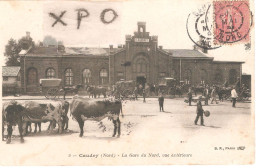 Caudry. La Gare Du Nord, Vue Extérieure. Attelage, Vaches Au Premier Plan - Caudry