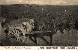 VIGNOBLE LES BARBOTTINS VENDANGES FINE CHAMPAGNE REMY MARTIN - Autres & Non Classés