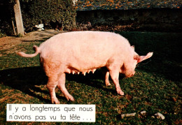 CPSM - COCHONS - Carte Humour ... Edition F.Chapeau - Pigs