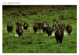 CPM - SANGLIERS - ARDENNES Forêt De Grandpré ... Editions Noires Terres - Otros & Sin Clasificación