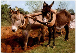 Esel Donkey - Asino