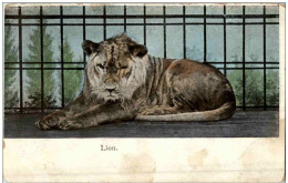 Lion - Leeuwen