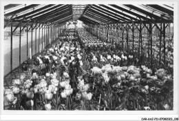 CAR-AAJP11-95-1094 - GONESSE - Les Tulipes De France - Exposition Avril-Mai - Other & Unclassified