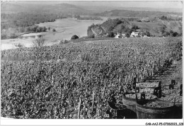 CAR-AAJP5-58-0440 - POUILLY-SUR-LOIRE - Le Vignoble - Pouilly Sur Loire