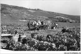 CAR-AAJP4-51-0368 - AY - Scènes De Vendanges - Ay En Champagne