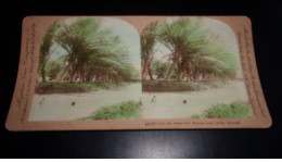 Photographie Sur Carton  . 2moi10422.1900 Environs.mauna Loa Creek Hawaii.18 X 09 Cm. - Stereoscopic