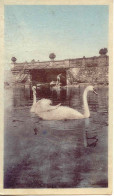 CPA - LUGRIN-TOURRONDE - CYGNES SUR LE LAC LEMAN (CLICHE PEU COMMUN) - Lugrin