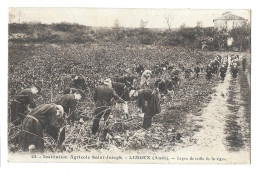 L380 - Limoux, Institution Agricole Saint Joseph, Leçon De Taille De La Vigne (555-1087) - (2) - Limoux