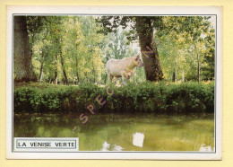 Vaches : La Venise Verte (voir Scan Recto/verso) - Mucche