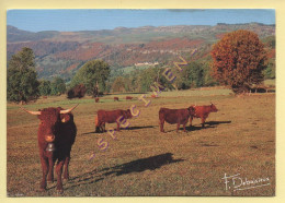 Vaches : Race Salers / Robuste Et Rustique / à La Robe Feu Et Aux Cornes Typiques (voir Scan Recto/verso) - Vaches