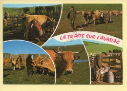 Vaches : Sur Les Monts D'Aubrac / La Traite Au Parc / Multivues (voir Scan Recto/verso) - Mucche