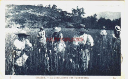 CPA GRASSE - LA CUEILLETTE DES TUBERCULES - Grasse