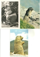 LOT 5 CPSM/CPM MARMOTTES - Other & Unclassified