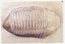 Postal Stationery China 2006 Fossil - Trilobite - Prehistoria
