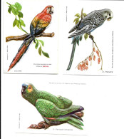 BT12 - IMAGES THERMOFORMEES STENVAL - OISEAUX - PERROQUETS - Autres & Non Classés