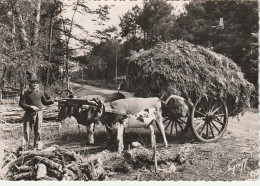 YO 22-(40) ATTELAGE DE VACHES LANDAISES , VOITURE DE FOUGERES - 2 SCANS - Otros & Sin Clasificación