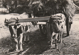 YO 22-(40) ATTELAGE DE PETITES VACHES LANDAISES - CHARRETTE DE FOUGERES - JOUG - 2 SCANS - Teams