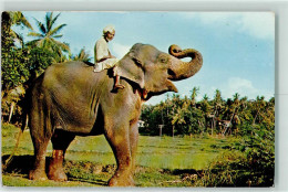 39281406 - Plantagen Ceylon CP26 - Éléphants